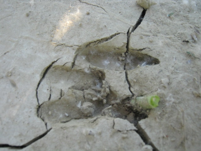 Impronta ungulato